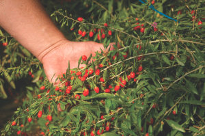 These days, the gogi berry is touted as a superfood.