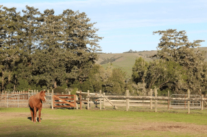 A Morgan horse enjoys the sun right before feeding time at the Morgan Horse Ranch. Photo by Molly Oleson.