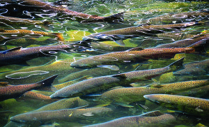 In addition to cold ocean water and an ample food supply at sea, salmon require cold river water that drains all the way to the sea, and, during their early life, a delta habitat. 