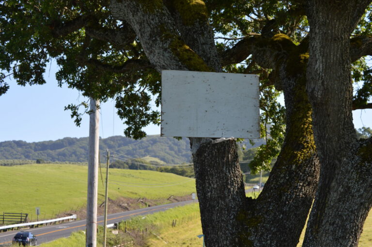 Upfront: Tree tidings