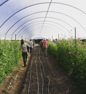 Front Porch Farm is part of the North Bay Flower Collective, a group of 15 local farmers, florists and floral designers. Photo courtesy of North Bay Flower Collective.