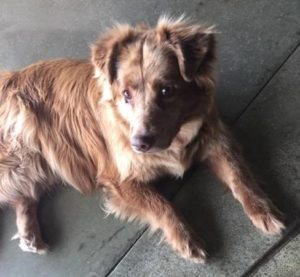 Found at Fish in Sausalito and in good hands, this sweet dog awaits the return of her owners. 