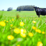 Feature: Climate Solution