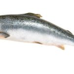 Upfront: Fish or Cut Bait