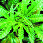 Upfront: The Deliverance