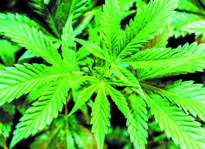 Upfront: The Deliverance