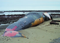 Feature: The Year in Review