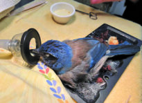 Hero & Zero: Glue Traps