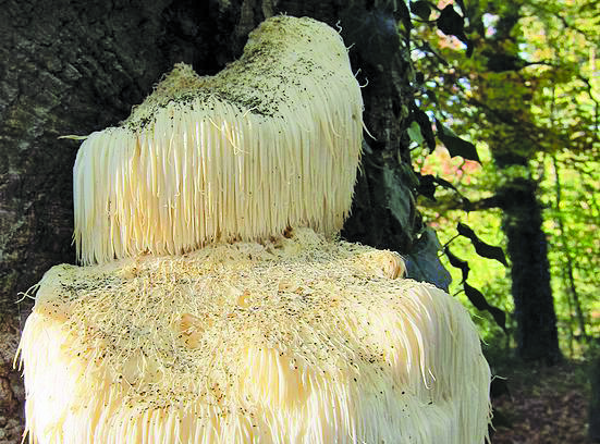 Health & Wellness: Synergy