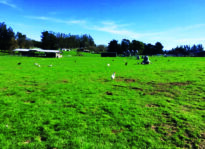 Feature: The Grill Guide