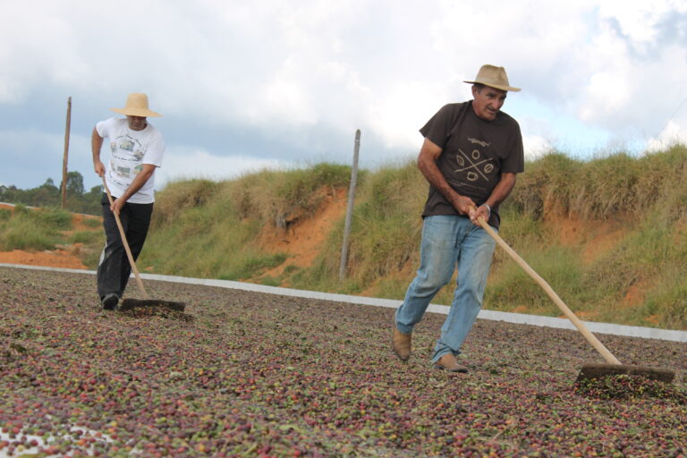 Dining: Farm to Cup