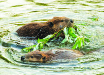 Feature Story: Leave it to Beavers…