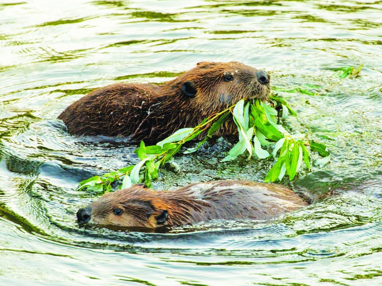 Eurasian beavers: a keystone species that keep waterways clean