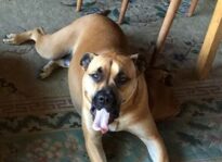 Upfront: Where’s Dingus?