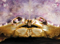 Flores brings the flava’