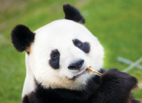 2018: The Year the President Broke