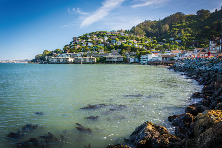 Savvy in Sausalito