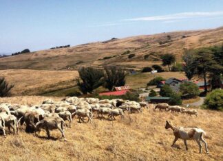 Creamery of the Crop