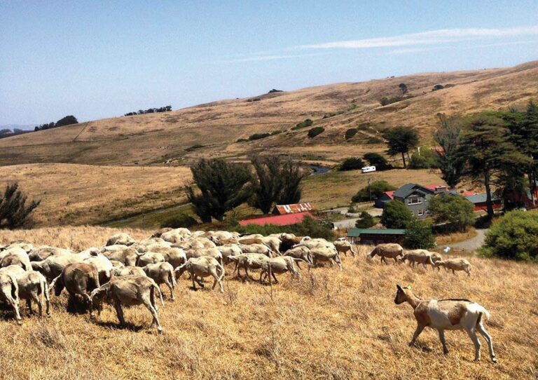 Creamery of the Crop