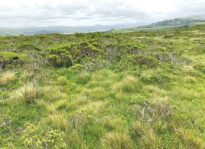 Battle of Point Reyes continues