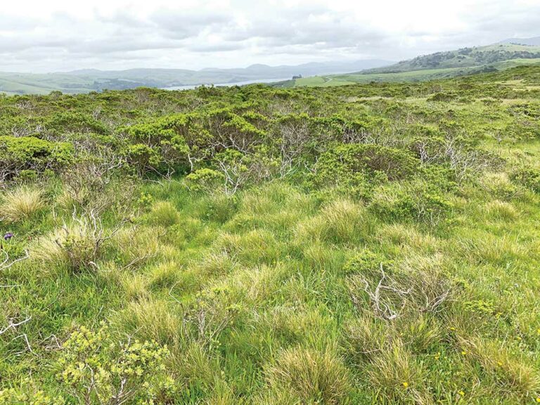 Battle of Point Reyes continues