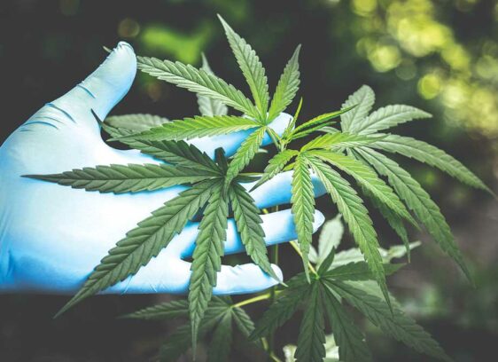 Cannabis and the County