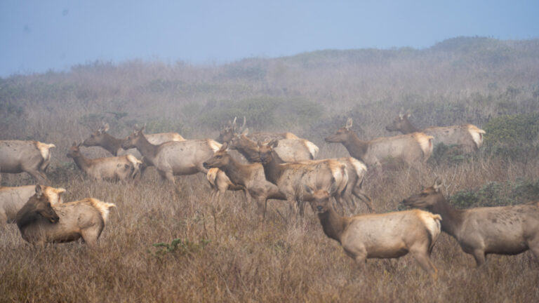 Activists to Hold Tule Elk Demonstration Sunday