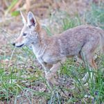 Marin Headlands’ Coyotes Tracked
