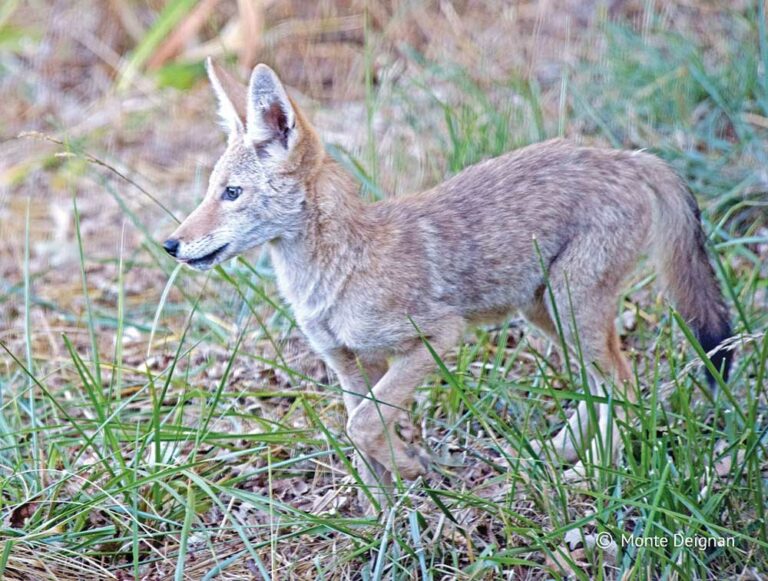 Marin Headlands’ Coyotes Tracked