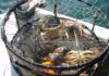 Dungeness Crabs California Department of Fish and Wildlife