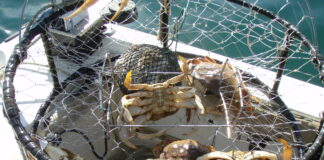 Dungeness Crabs California Department of Fish and Wildlife