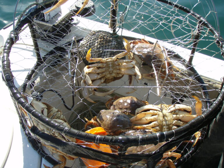 State Delays Commercial Dungeness Crab Season Until Mid-December