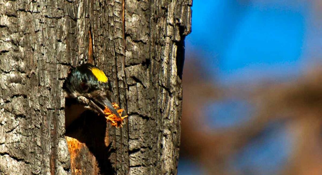 Black-backed woodpeckers