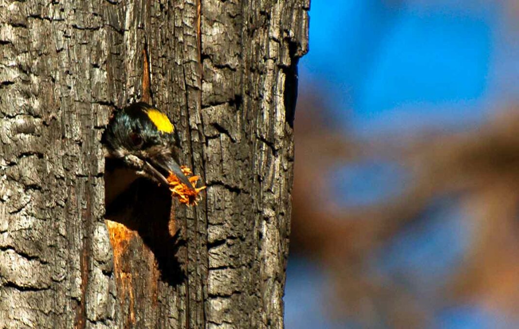 Black-backed woodpeckers