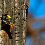 Black-backed woodpeckers