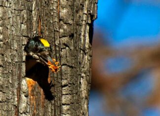 Black-backed woodpeckers