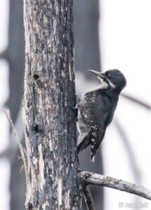 Black-backed woodpeckers