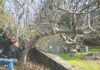 Fig Hunter