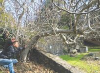 Fig Hunter: Cult fruit has admirers but at what cost to native flora? Fig Hunter