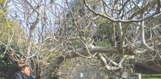 Fig Hunter
