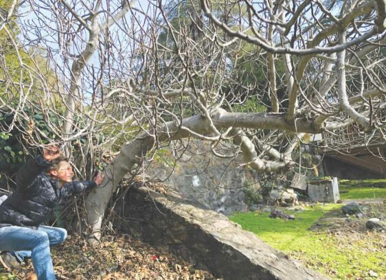 Fig Hunter