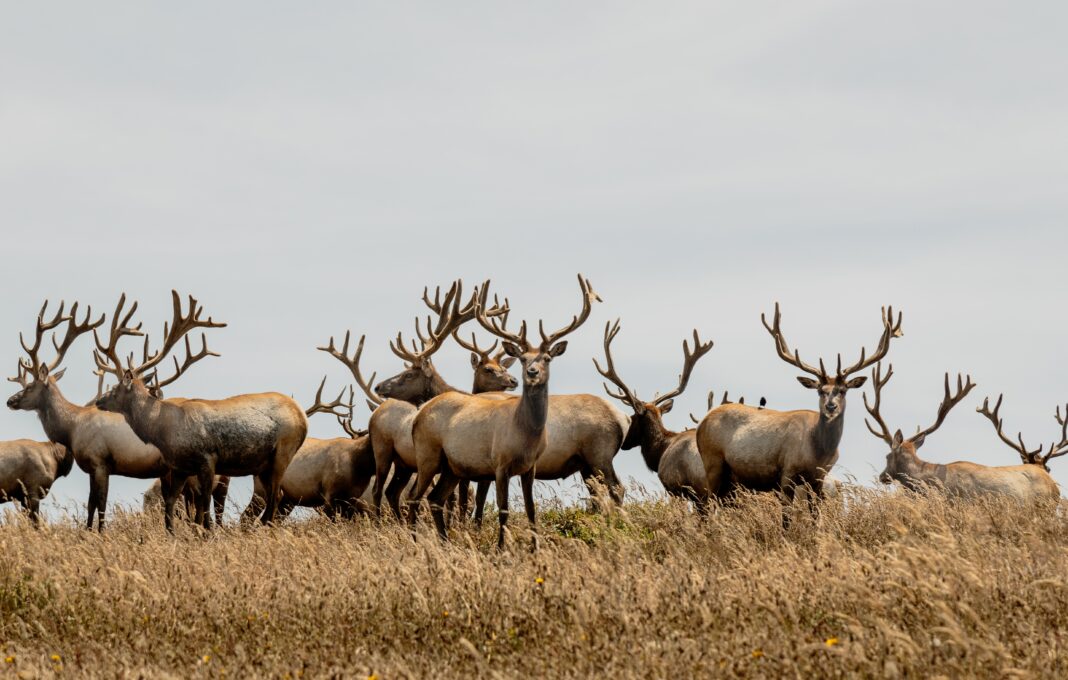 Tule elk point reyes national seashore