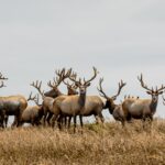Tule elk point reyes national seashore