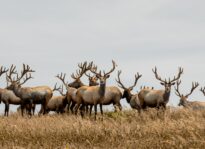 Tule elk point reyes national seashore