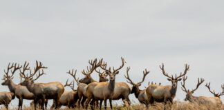 Tule elk point reyes national seashore