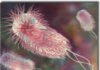 E Coli U.S. Environmental Protection Agency