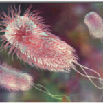 E Coli U.S. Environmental Protection Agency