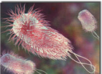 E Coli U.S. Environmental Protection Agency