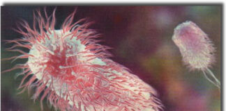E Coli U.S. Environmental Protection Agency