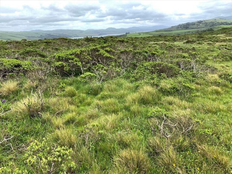 Letters to the Editor: Point Reyes Wilderness in Peril